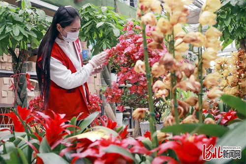 唐山开平 基地 市场发展花卉产业凤凰网河北 凤凰网