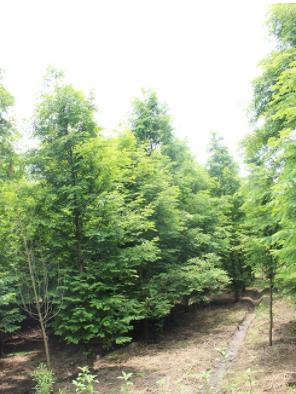 上海19公分水杉基地 推荐润诚苗木种植