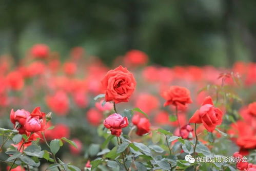 保康寺坪月季花海惊艳绽放 美若仙境,赶紧约起