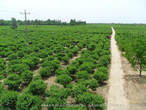 河北绿化苗木金银花树价格绿化树苗金银花树批发图片 高清图 细节图 河北省巨鹿县巨翔金银花苗木推广中心,金银花树苗价格,金银花盆景树,四季树形金银花 Hc360慧聪网