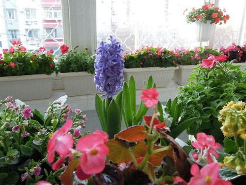 这4种花卉盆栽养得好,开花漂亮,花色艳丽,适合装饰室内