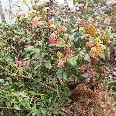 伊丽莎白蓝莓苗早熟品种 湖南