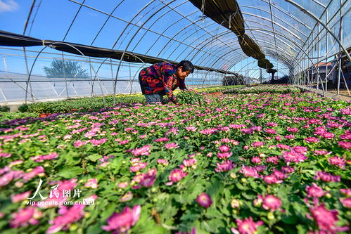 山东青州 花卉种植助增收