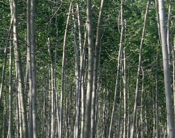 供应绿景苗圃供应乔木白毛杨 绿景苗木花卉基地 火炬 法桐千头椿 速生杨 毛白杨 沙地柏 云杉 松柏等等