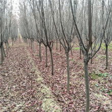 万润苗木基地