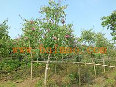 供应广西有品质的广西洋紫荆苗木 百色苗木供应,供应广西有品质的广西洋紫荆苗木 百色苗木供应生产厂家,供应广西有品质的广西洋紫荆苗木 百色苗木供应价格