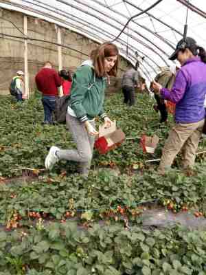 新闻 东宝章姬草莓苗大棚种植