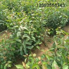 绛县古绛镇栋科苗木经销部 供应产品