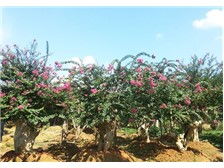 浏阳柏湖苗木专业合作社产品展示