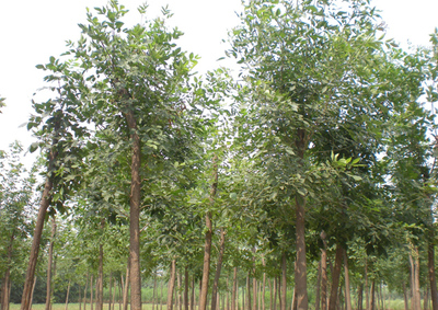 2020年全国苗木供需信息来了,这些品种有大需求!