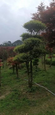 苗木通新晋会员 桂林莫建忠 诚信第一,精品苗木