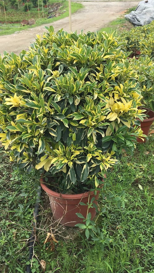 信息交流区no.12 大量苗木供应 求购