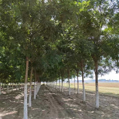 开县国槐20公分价格提供种植技术