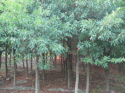 海宁苗木-海宁杜英