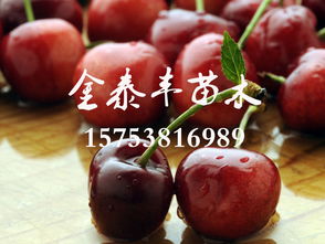 樱桃苗哪里有 樱桃苗品种优异