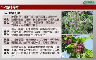 绿城集团园林软景苗木图谱 全套