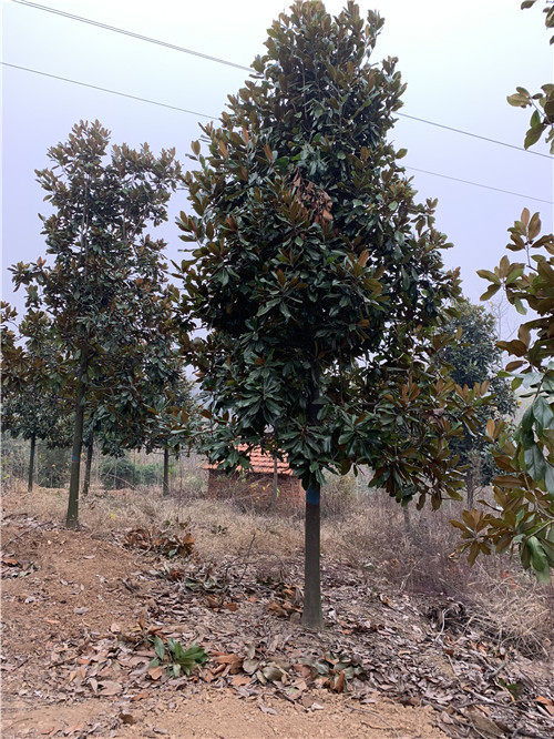 河南新乡长垣广玉兰河南苗木