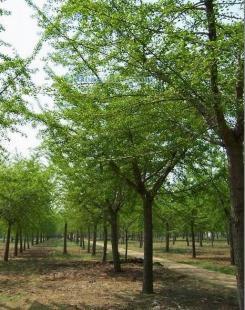 供应银杏树,山东银杏树,海峰银杏苗木基地_纺织、皮革_世界工厂网中国产品信息库