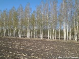 哈尔滨草坪苗木大庆草坪苗木长春草坪苗木_农副产品_世界工厂网