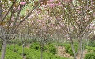 供应樱花、乔木灌木、紫薇、广玉兰 沭阳苗木_农副产品_世界工厂网中国产品信息库
