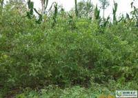 河北泊头大量供各种枣树. 13513036619[供应]_绿化苗木_世界工厂网中国产品信息库