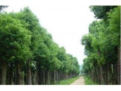 浙江香樟价格|乔灌木|绿化苗木|供应信息|597苗木网