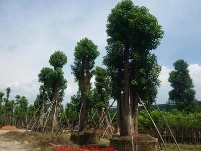 &合肥秋枫苗木基地/\【合肥秋枫小苗