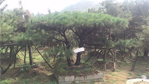 山东徐晓华 苗木未来的发展还是需要夯实的产品质量基础