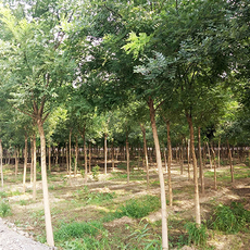 鄢陵县杨柳苗木基地