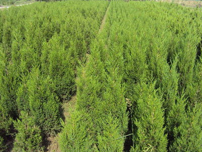 安徽苗木基地-蜀桧