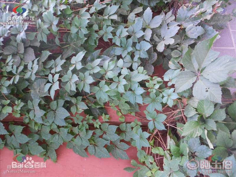 【辽宁五叶/三叶地锦 爬山虎小苗 新疆爬山虎 内蒙三叶地锦哪里买】002,价格,厂家,供应商,花木,开原市富春苗木经销处 - 产品库