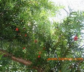 曼地亚红豆杉,鸿林苗木 ,红豆杉小苗,曼地亚红豆杉,鸿林苗木 ,红豆杉小苗生产厂家,曼地亚红豆杉,鸿林苗木 ,红豆杉小苗价格