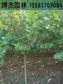 2公分法桐小苗河北唐山法桐树价格
