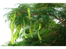 昆明市呈贡区欣荣苗圃产品展示