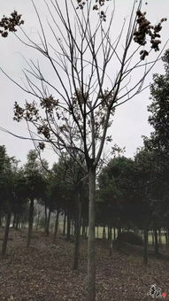 公司精品苗木栾树展示