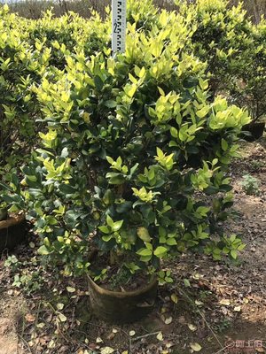 【兴辉园艺场直销金森女贞袋苗、园林绿化、农户种植】绿化苗木,价格,厂家,供应商,花木,龙海市东泗兴辉园艺场 - 产品库