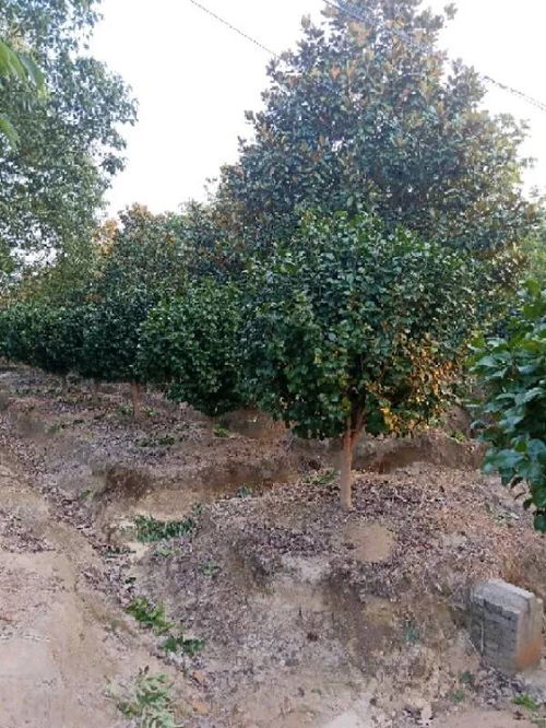 恭喜肥西永和苗木入驻苗木通 孙静 追求客户满意,打造苗木精品