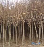 【绿化苗木】 找供应 中国农产品交易网 中国114农业网 中国农业B2B