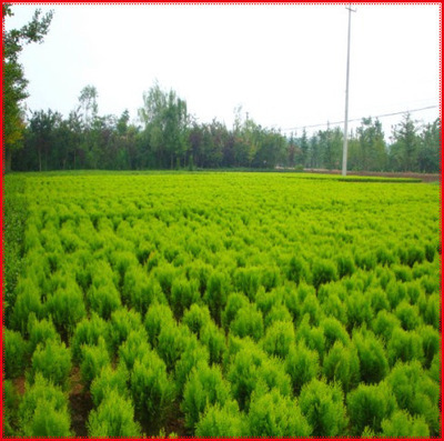 出售绿化苗木 灌木类【洒金柏】规格齐全 量大优惠 花络港湾出售 图片_高清大图 