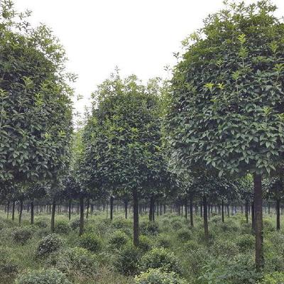 温江锦艺供应yu-787成都桂花成都桂花价格成都高杆桂花成都高杆桂花基地图片_高清图_细节图-温江锦艺苗木园艺场