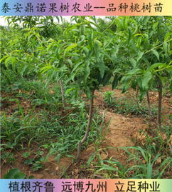 新闻 浙江永不软黄桃苗价格