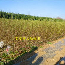 春蕾丝连衣裙价格 春蕾丝连衣裙公司 图片 视频