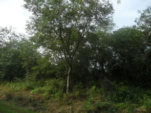 教你几招能让你的苗木卖出一个高价钱