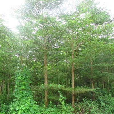 【急 急 急 8000棵步步高(发财树)风景树急需销售】批发,供应,价格,厂家,双鱼和玉-中国惠农网