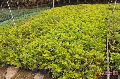 【黄金叶种植基地、基地直销、质优价廉】绿化苗木,价格,厂家,供应商,花木,龙海市东泗兴辉园艺场 - 产品库