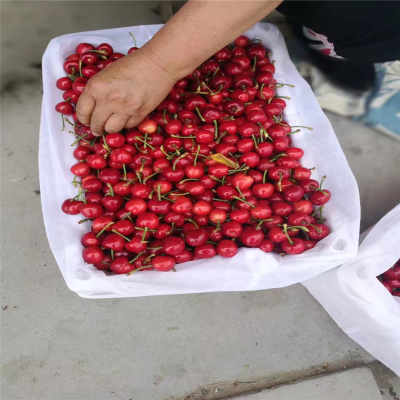 新疆乌鲁木齐市 新闻 购买樱桃苗 大棚如何种植鲁玉樱桃苗