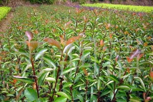 了解各类苗木资讯信息就来河北苗木小程序