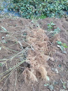 沈阳海沃德猕猴桃树苗官网网站