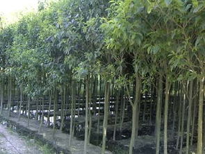 公司介绍 江苏沭阳县飞翔绿化苗木园艺场