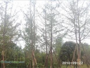 供应成都哪里有朴树苗木,成都银杏苗木价格,美森园艺_农副产品_世界工厂网中国产品信息库